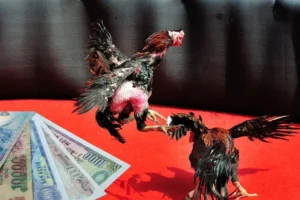 Bí Quyết Thắng Lớn Cách Chơi Đá Gà Sabong Tại Alo789 Siêu Hấp Dẫn